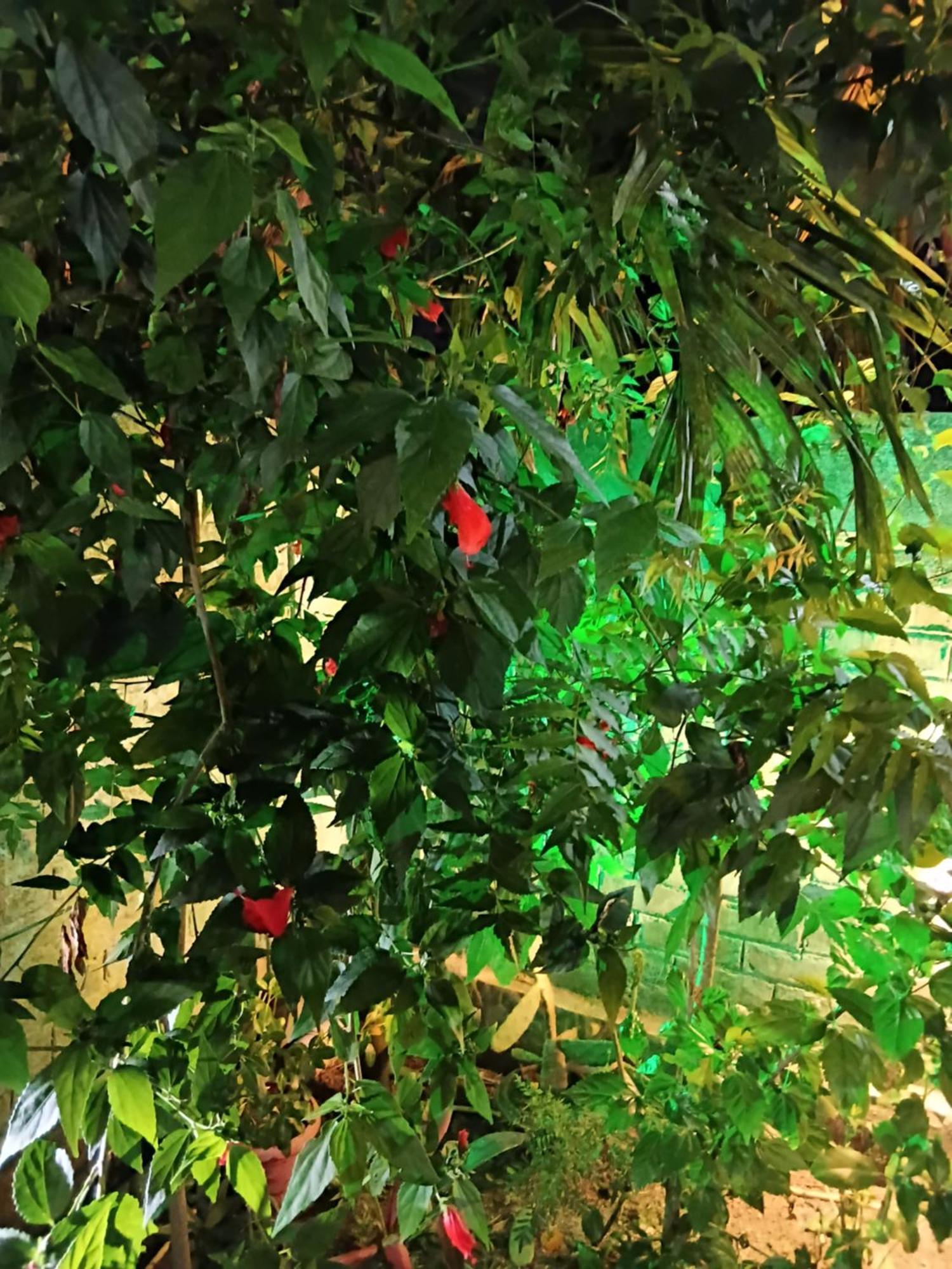 Green View Homestay Siliguri Exteriér fotografie
